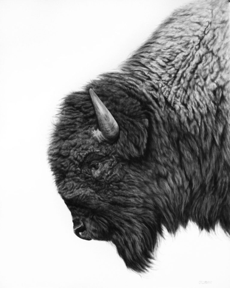 Close-up of a bison's head, showcasing its thick fur and curved horns.